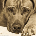 Tiere