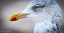 Surfcup Sylt